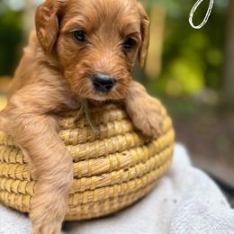 REY - Red  female Goldendoodle puppy in Minneapolis, Minnesota from The Golden Roo