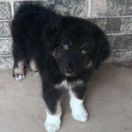 Rocket - Black & white male Australian Shepherd puppy in Harrah, Oklahoma from Kamm's Aussies