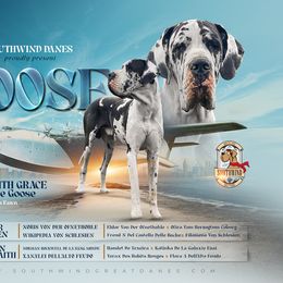 Goose - Great Dane