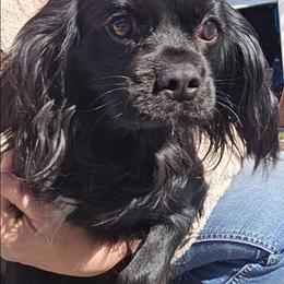Byrdie - Cavalier King Charles Spaniel