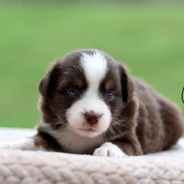 Salsa - Red tri female Miniature Australian Shepherd puppy in Prague, Oklahoma from Clay Creek Aussies