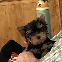 Yorkshire Terrier Puppies from Earthmountain Yorkies