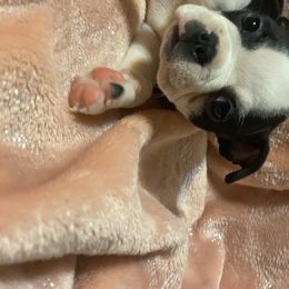 Boston Terrier Puppies from Candied Bostons