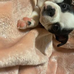 Boston Terrier Puppies from Candied Bostons