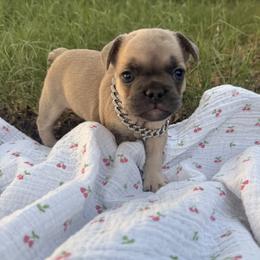 Peter Parker - Fawn male French Bulldog puppy in Phoenix, Arizona from Little Loaf Frenchie