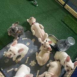 Litter - French Bulldog