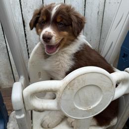 Light Blue - Red tri-color male Australian Shepherd puppy in Grand Rapids, Michigan from Griffin Tides - Australian Shepherds