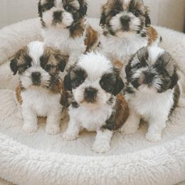 Shih Tzus from SHIH TZU HOUSE