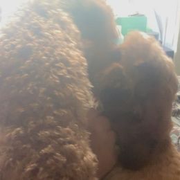 Cavapoos from Ginger Doodle Babies