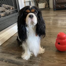 Oliver - Cavalier King Charles Spaniel