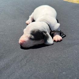 Ranger - AKC  Extreme blue piebald - Piebald male Dachshund puppy in Indian Trail, North Carolina from Hilda’s Teenie Weenies
