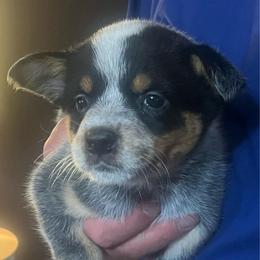 Girl 1 - Blue female Australian Cattle Dog puppy in Norton, Ohio from Australian Cattle Dog Company