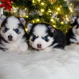 Pomsky Puppies from Arctic Star Pomskies