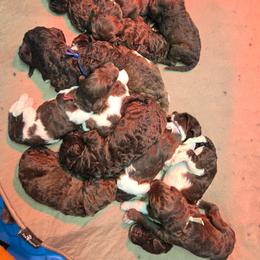 Hopper - male Newfypoo puppy in Mckenzie, Tennessee from Small Town Doodles & Poodles