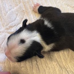 Boy3 - Black and white male Boston Terrier puppy in Mc Donough, Georgia from Ballard Boston Terriers