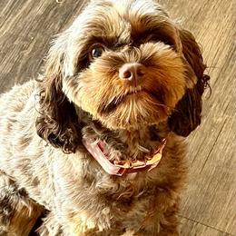 Georgia - Cockapoo