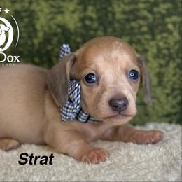 Strat - Dapple male Dachshund puppy in Lexington, Oklahoma from BooneDox Miniature Dachshunds