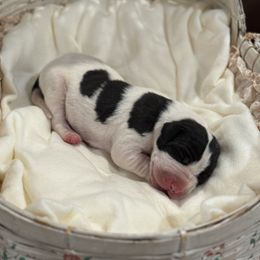 Boy 1 - Great Dane puppy from City Slickers Danes