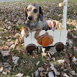 Wennie - Dachshund