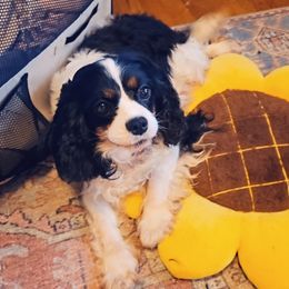 Bridget - Cavalier King Charles Spaniel