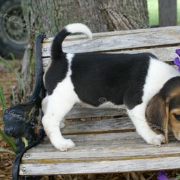 Beagle and Boston Terrier Puppies from Marti Acres ~ Boston Terrier & Beagles