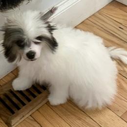 Puff boy - White male Chinese Crested puppy in Rockvale, Tennessee from Cosmic Chinese Cresteds & Wind-Echo Poodles