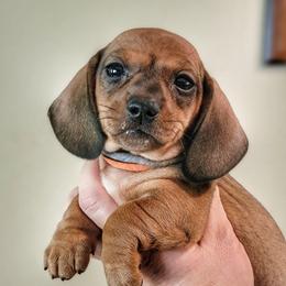 Lainey - Red female Dachshund puppy in Mountain Grove, Missouri from Blueprint K9 Dachshunds- www.BlueprintK9.com