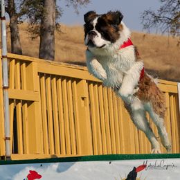 Saint Bernard All Grown Up from Metal Saints