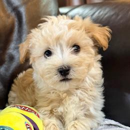 Waffles - Cream male Havanese puppy in Lancaster, South Carolina from 3 Bs Havanese-PUPPIES with  PURPOSE