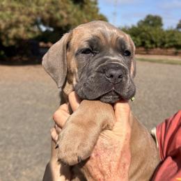 Stella - Fawn female Cane Corso puppy in Dayton, Oregon from BlackStar Cane Corso