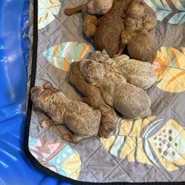 Girl One - Red  female Goldendoodle puppy in Cape Coral, Florida from GoldenDoodles Cape Coral