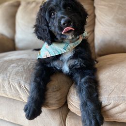 Bernedoodle Puppies from Doggy Darlins