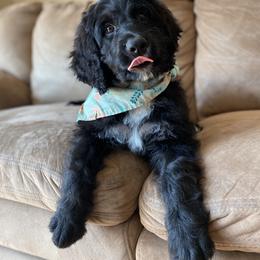 Bernedoodle Puppies from Doggy Darlins