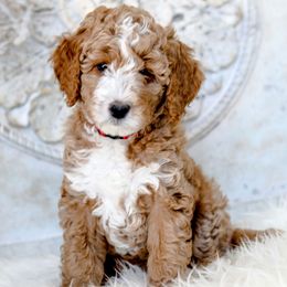 Goldendoodle Puppies from Pixie Goldendoodles