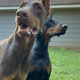 Rhydian - Doberman Pinscher