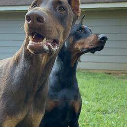 Rhydian - Doberman Pinscher