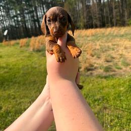 Ken - Chocolate and tan male Dachshund puppy in Dinwiddie, Virginia from White Oak Kennels
