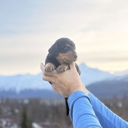 Benson - Phantom male Bernedoodle puppy in Anchorage, Alaska from Cascade Country Doodles
