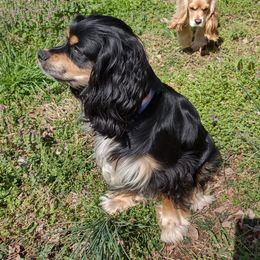 Lady - Cocker Spaniel