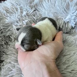 Isaiah - Blue Spotted on White - Blue and white male Chihuahua puppy in Laurel, Mississippi from Home of Tiny Chihuahuas