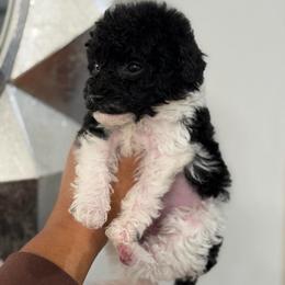 Rouge - Parti male Poodle puppy in Belleville, New Jersey from TK Poodles