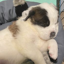 Teal - Saint Bernard puppy in Allison Park, Pennsylvania from CT Saints