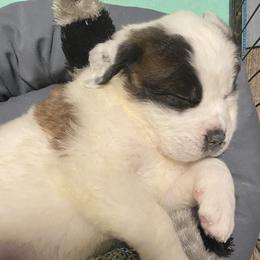 Teal - Saint Bernard puppy in Allison Park, Pennsylvania from CT Saints