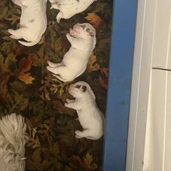 Clumber Spaniel Puppies from Briton Clumber Spaniels