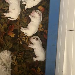 Clumber Spaniel Puppies from Briton Clumber Spaniels