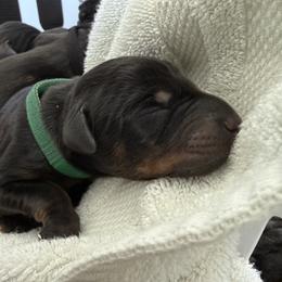 Bango - Black and rust male Doberman Pinscher puppy in Brookfield, Wisconsin from Haus of Hound
