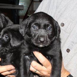 German Shepherd and Labrador Retriever Puppies from RJS Kennels