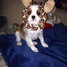 Cavalier King Charles Spaniel Puppies from Sophia's Hearth Cavaliers