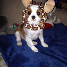 Cavalier King Charles Spaniel Puppies from Sophia's Hearth Cavaliers