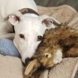 Whippets from Keen Whippets